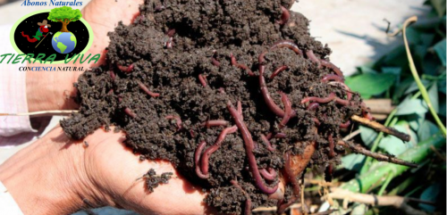 Lombricomposta 